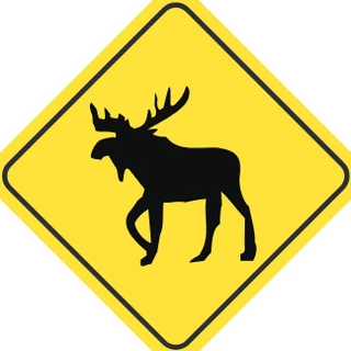 Moose crossing